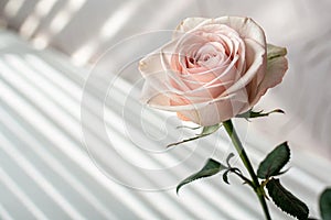 Pale crystal pink rose abstract background photo