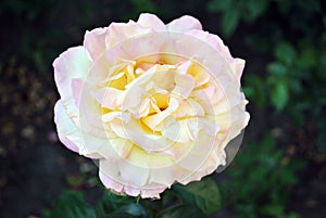 Soft pastel yellow-pink roses blooming on green bush, soft blurry bokeh