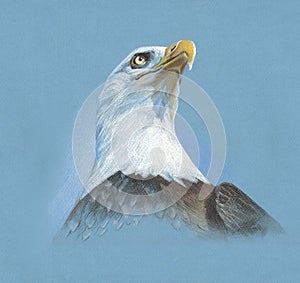 Soft pastels eagle