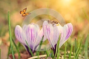 Soft photo of crocus flower