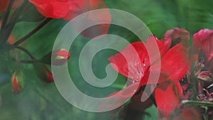 Soft picture of bright red flower buds very close-up and macro through green stems of grass