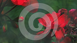 Soft picture of bright red flower buds very close-up and macro through green stems of grass