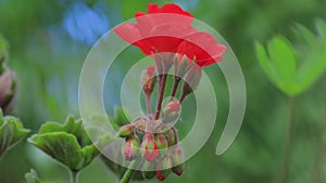 Soft picture of bright red flower buds very close-up and macro through green stems of grass with blur background