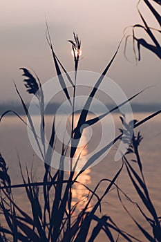 A soft picture of grass flowers at sunset in backligh with sun reflection in the lake.