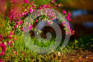 Soft pink Antigonon leptopus flower and known as Mexican creeper or coral vine or bee bush on bokeh and light sun beauty