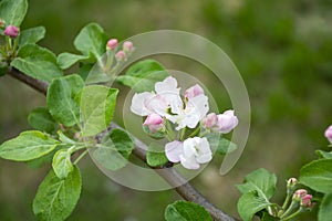 soft pink apple blossom buds, apple tree color, soft pink flowers, spring