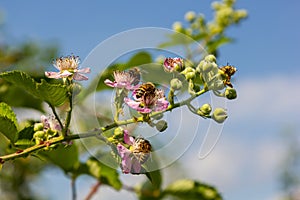 Soft pink blackberry flowers and buds in spring - Rubus fruticosus