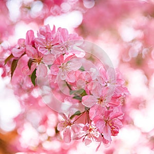 Soft pink blossom flowers of apple tree