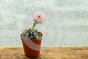 Soft pink cactus flower pot wooden table