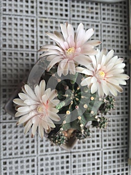 Soft pink Cactus flowers