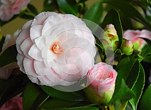 Soft pink camellia flower, romantic and perfect