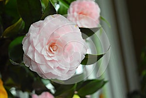 Soft pink camellia- romantic and perfect flower