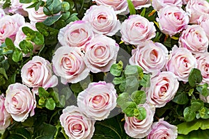 Soft pink color artifical roses background texture