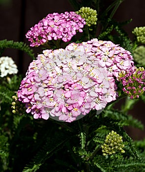 Soft-pink Colored Flowers of Yarrow in Bloom