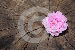 Soft Pink Common Purslane flower with wood background