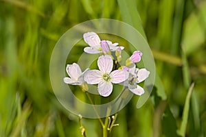 Soft pink cuckooflower in a field