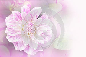 Soft pink dahlia flower background with copy space idea for wedding card