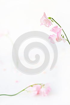 Soft pink floral pattern with sweet pea flower