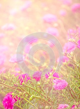 Soft pink flower background