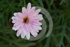 Soft pink flower with green background