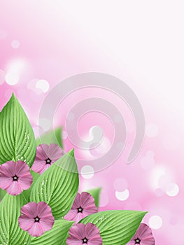 Soft Pink flower and green hosta leaf bokeh background with blank space