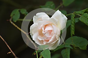 Soft pink flower of the rambling or climbing rose
