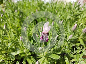 Lavandula stoechas `Bandera Pink` photo