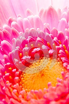 Soft pink gerbera flower close up. Pink Gerber macro view.