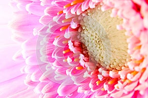 Soft pink gerbera flower close up. Pink Gerber macro view.