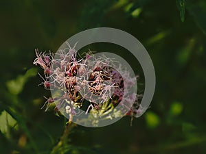 Soft pink hemp-agrimony flower - Eupatorium cannabinum