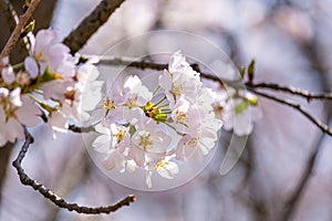 soft pink Japanese cherry blossoms flower or sakura bloomimg on the tree branch. Small fresh buds and many petals layer romantic