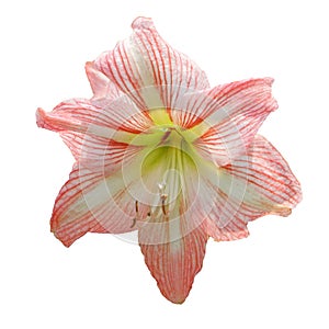Soft pink lilly flower on isolated white