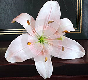 Soft pink lily