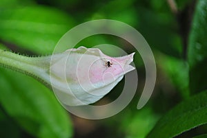 Soft pink magnolia soulangeana saucer magnolia flower bud, close up detail with small insect, soft dark green blurry leaves