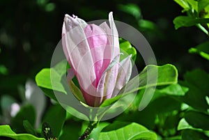 Soft pink magnolia soulangeana saucer magnolia flower, close up detail side view, soft dark green blurry leaves