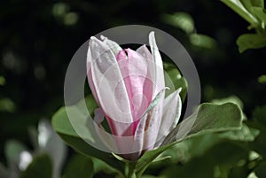 Soft pink magnolia soulangeana saucer magnolia flower, close up detail side view, soft dark green blurry leaves