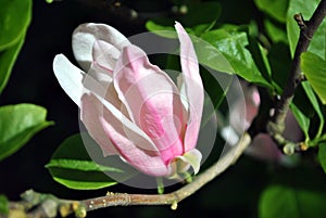 Soft pink magnolia soulangeana saucer magnolia flower, close up detail side view, soft dark green blurry leaves