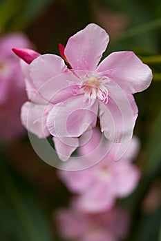 Soft Pink Nerium Oleander Flower photo