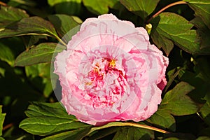 Soft Pink Peony Blossom Flower in Spring in the Month of April