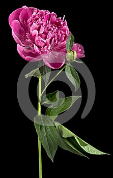 Soft pink peony flower with green leaves on black background. Beautiful blooming peony