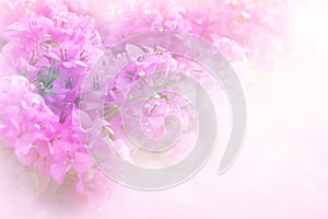 Soft pink and purple Bougainvillea flower with filter soft background