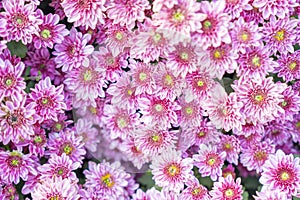 The Soft pink purple Chrysanthemum flowers nature abstract background