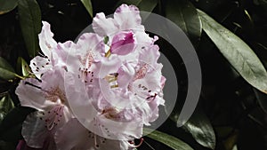 Soft pink and purple rhododendron blooming in spring