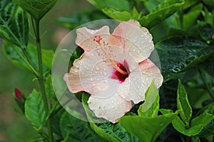 Soft pink rain drops Hibiscus flower