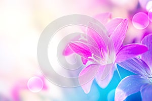 Soft pink rain lilly flower romance background