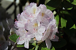 A soft pink rhododendron flower in full bloom