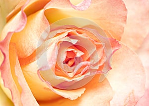 Soft pink rose