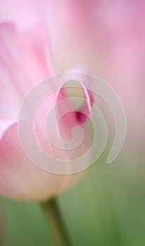 Soft pink rose with curled petal