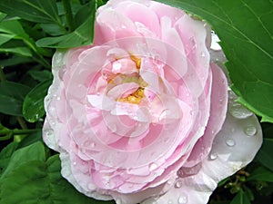 Soft pink rose with pearls