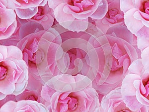 Soft pink roses